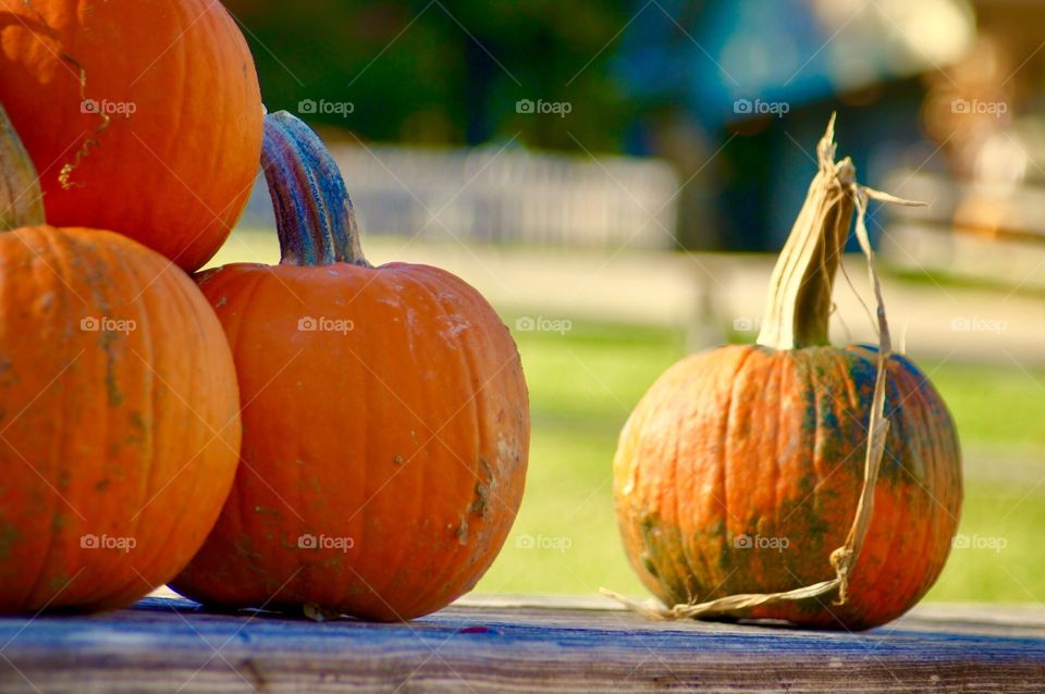 Pumpkins 