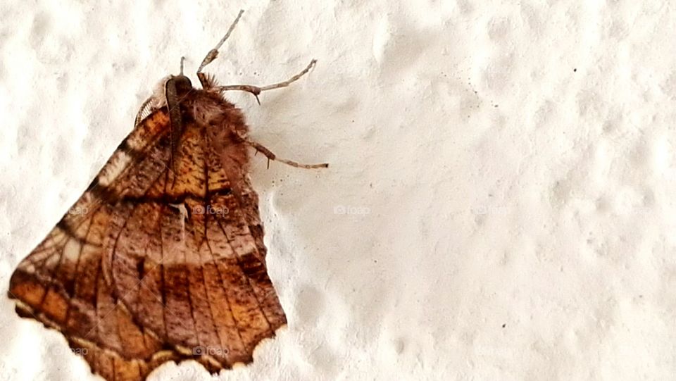 macro shot butterfly