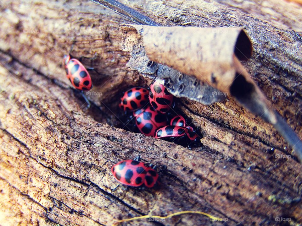 Ladybugs hiding under a fallen branch 