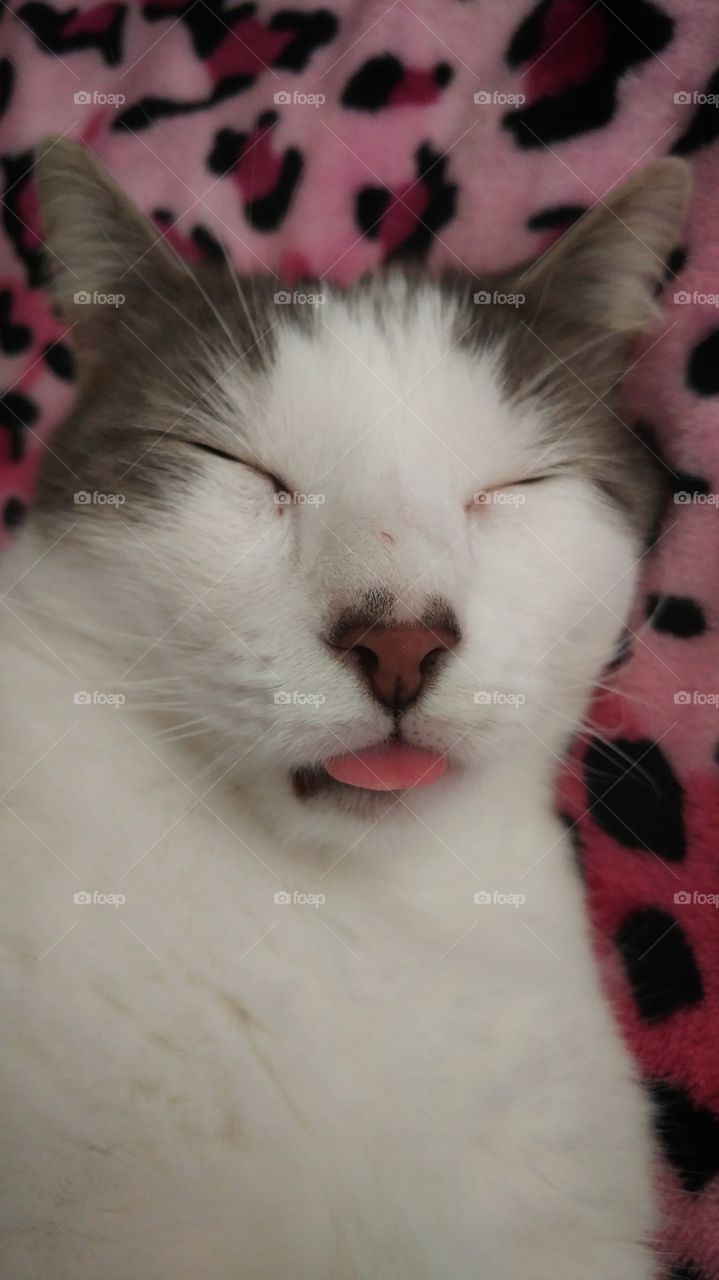 Sleepy Cat Tongue