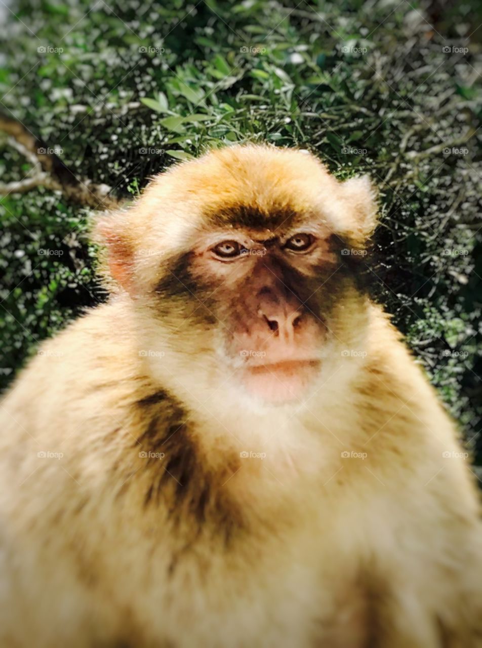 Gibraltar macaques, #gibraltar #travel #nature reserve