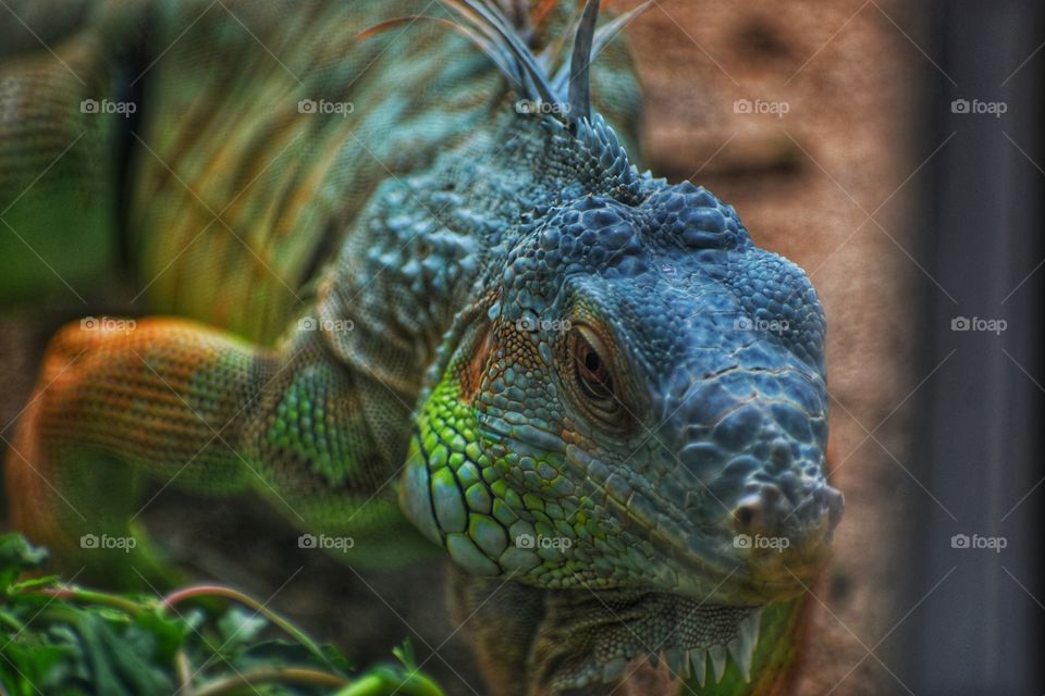 Beautiful monitor lizard