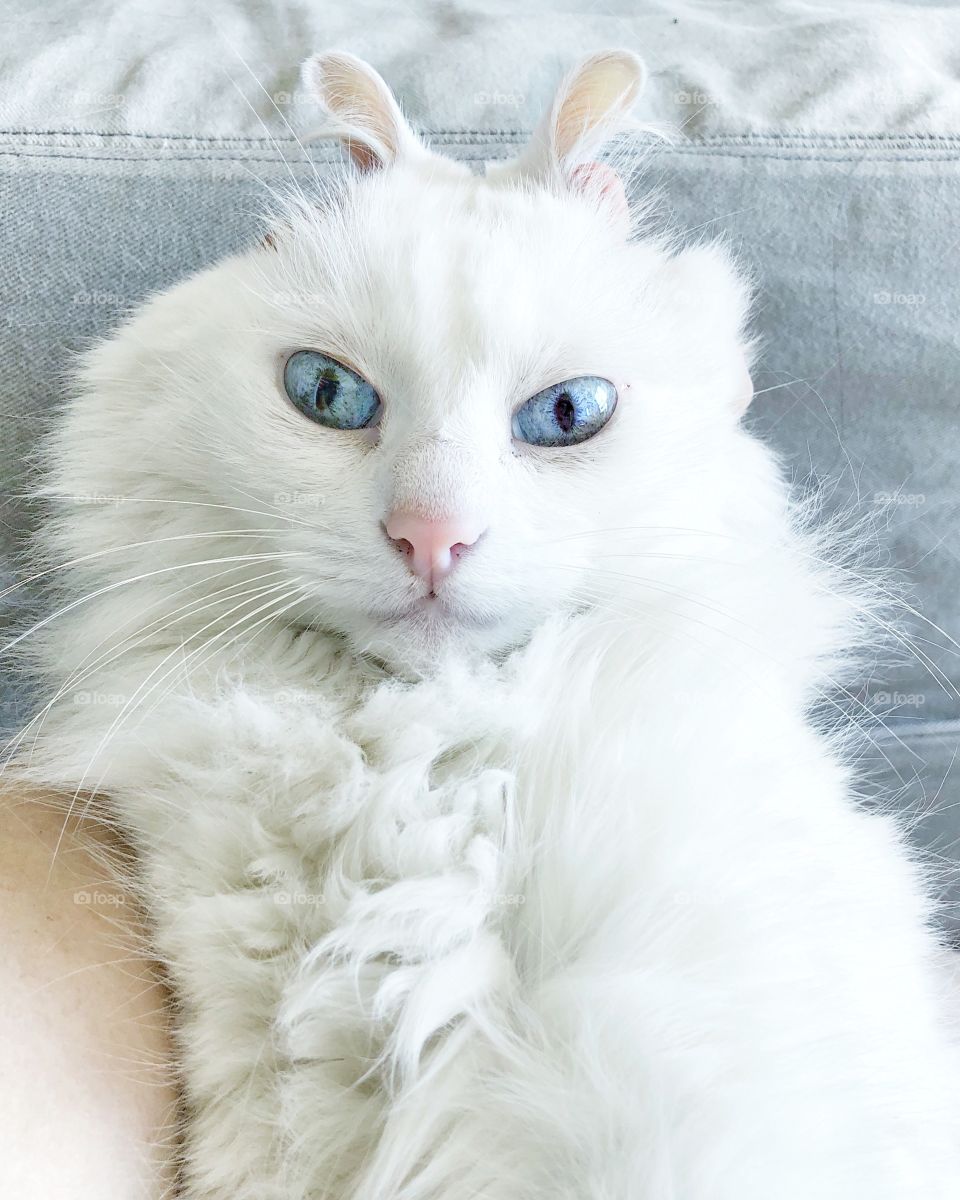 White Cat 