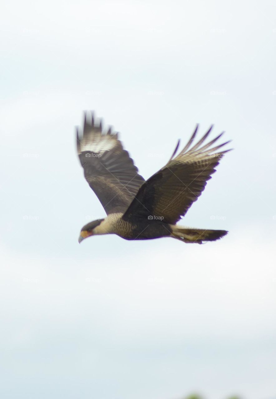 The majestic flight of a hawk parte 2