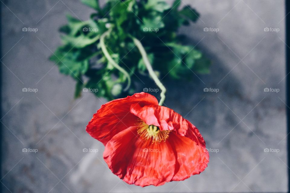 Close-up of red poppy