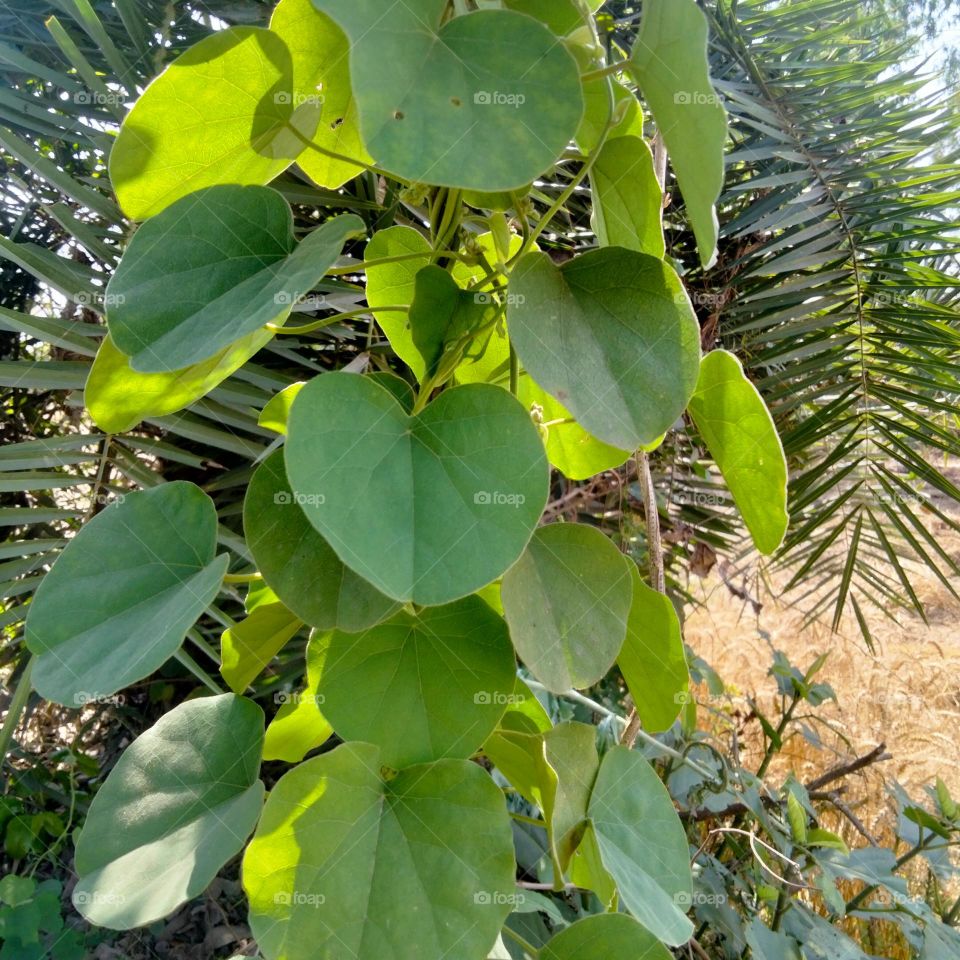 Beautiful tree vine . It' s shape like a ❤️