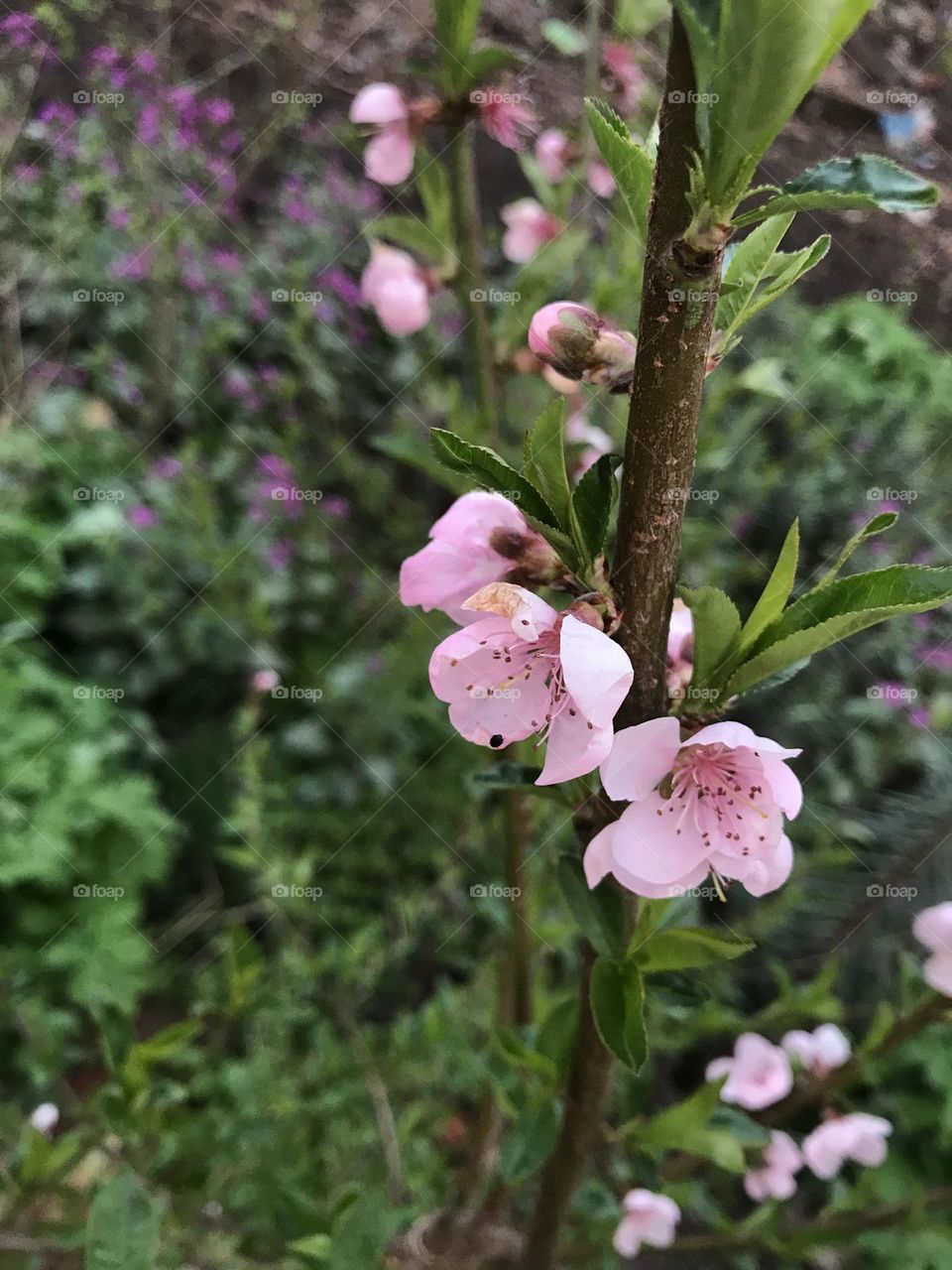 Flower buds of a fruit tree