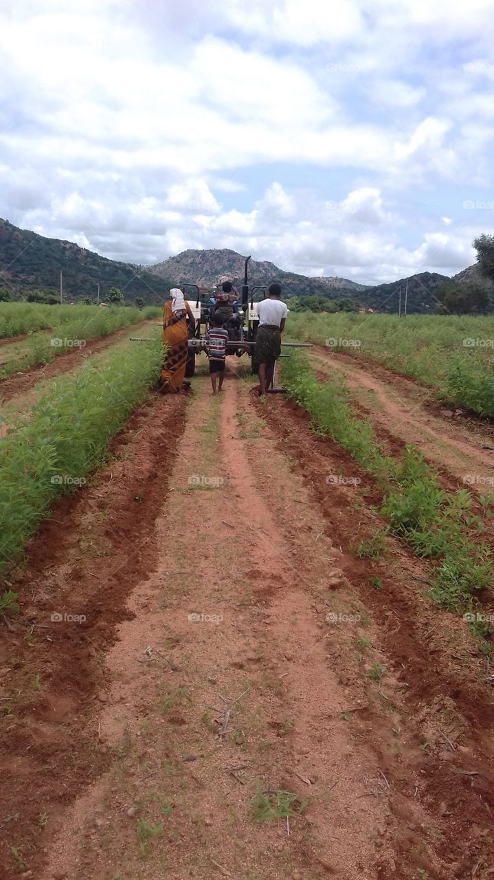farmers working in field