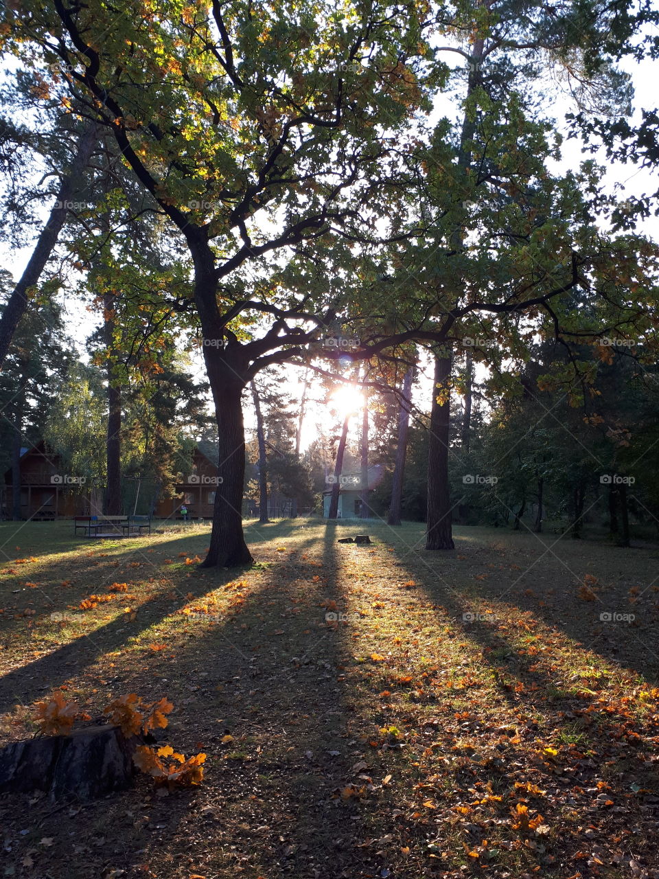 Sunrise in the park