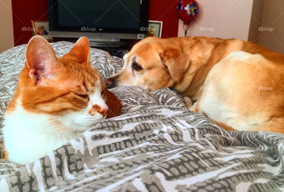 Martin and Kafka sleeping an a bed together