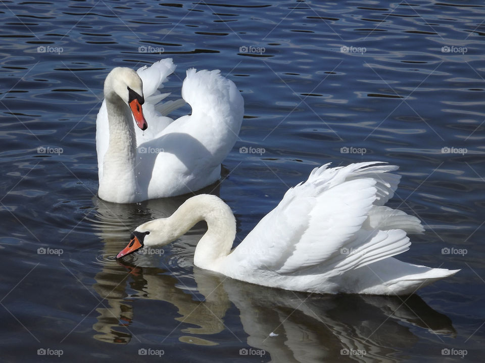 Swans swim in the lake