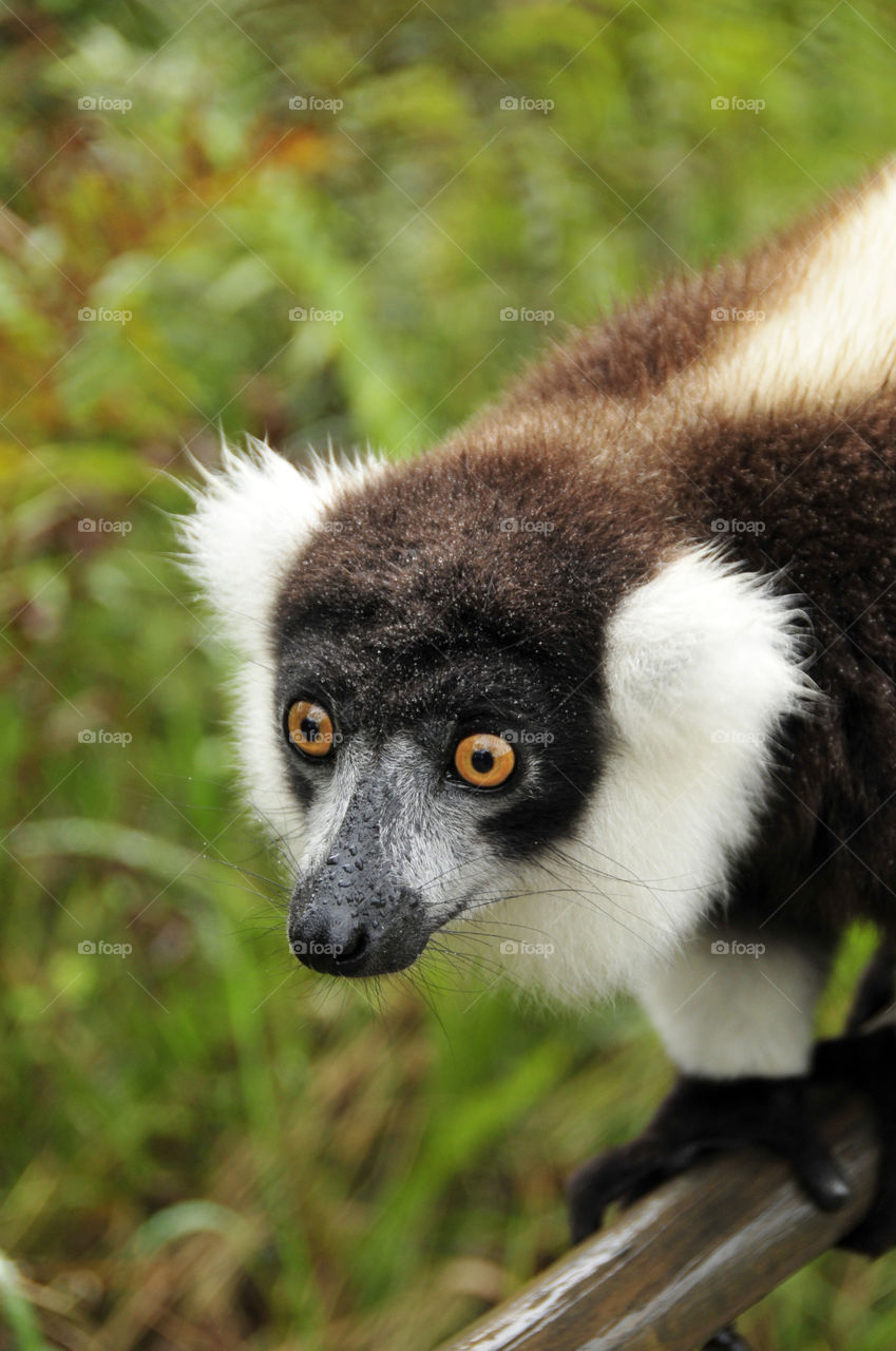 Lemur