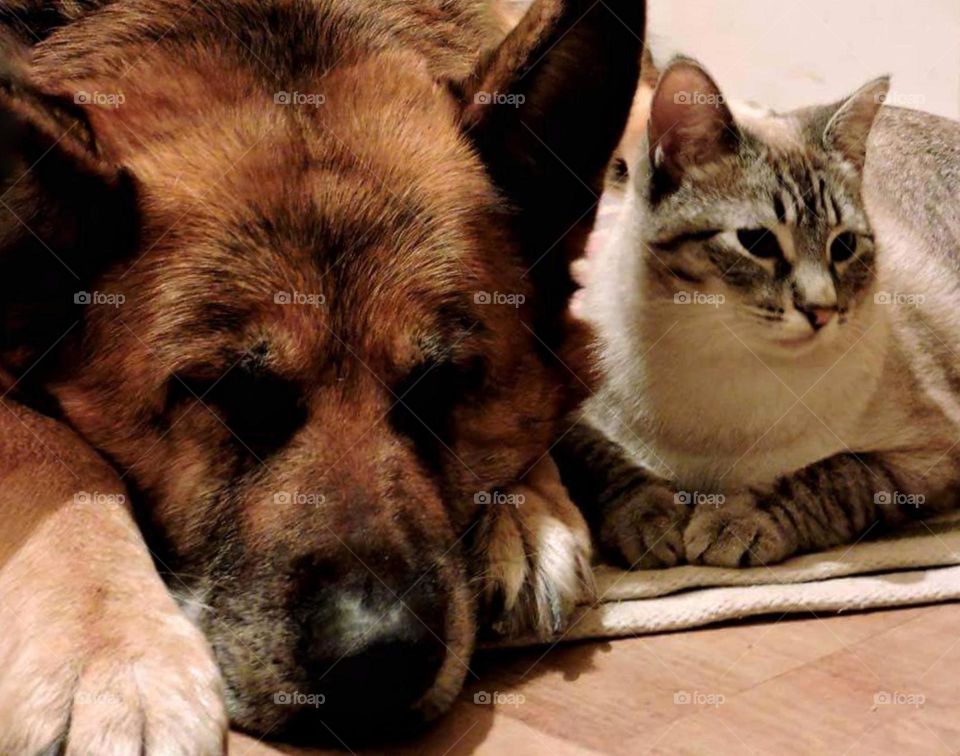 cat & dog