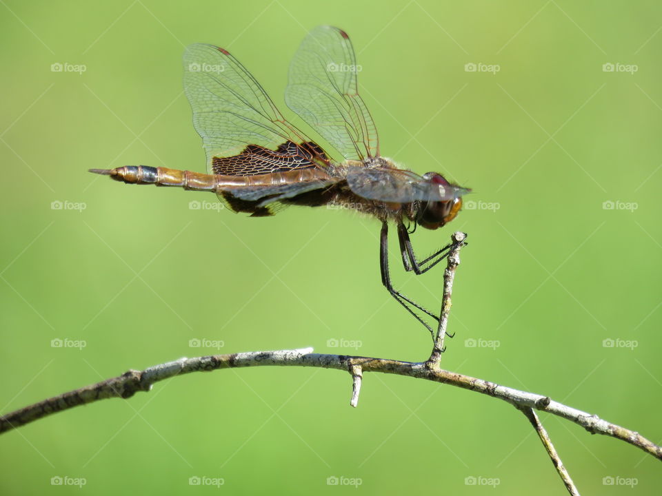 saddlebags dragonfly