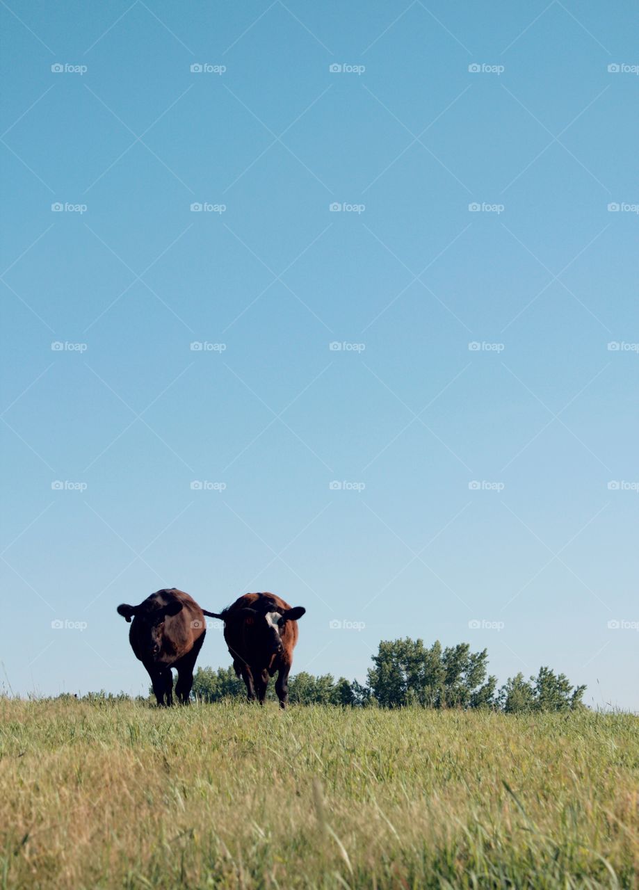 Minimalistic Snaps - two steers in a pasture 