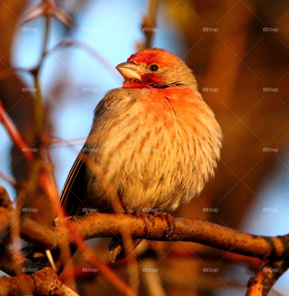 House Finch in Early Morning Light
