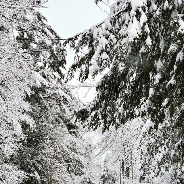 Winterscape