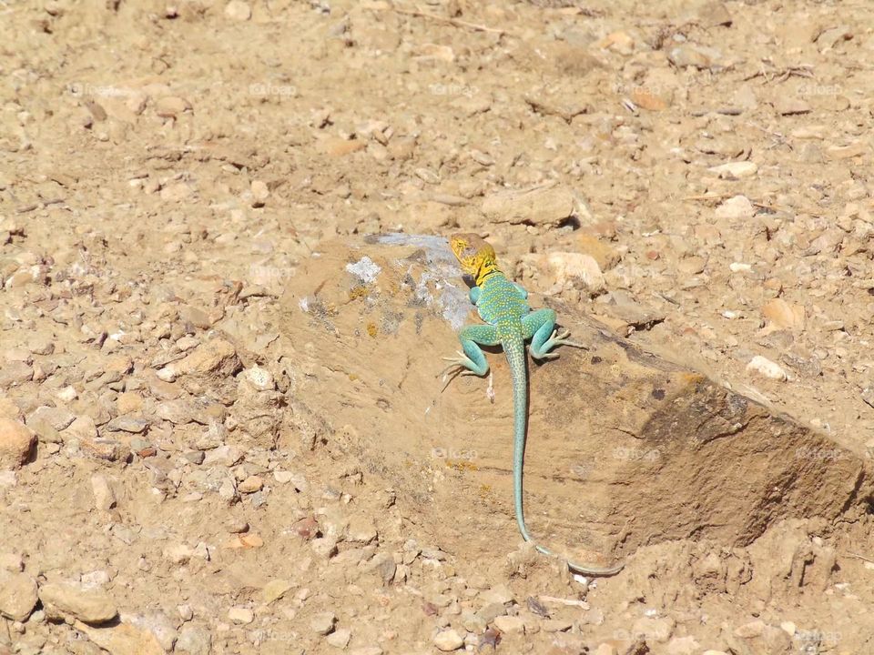 Colorful desert lizard sunning itself on a rock. 