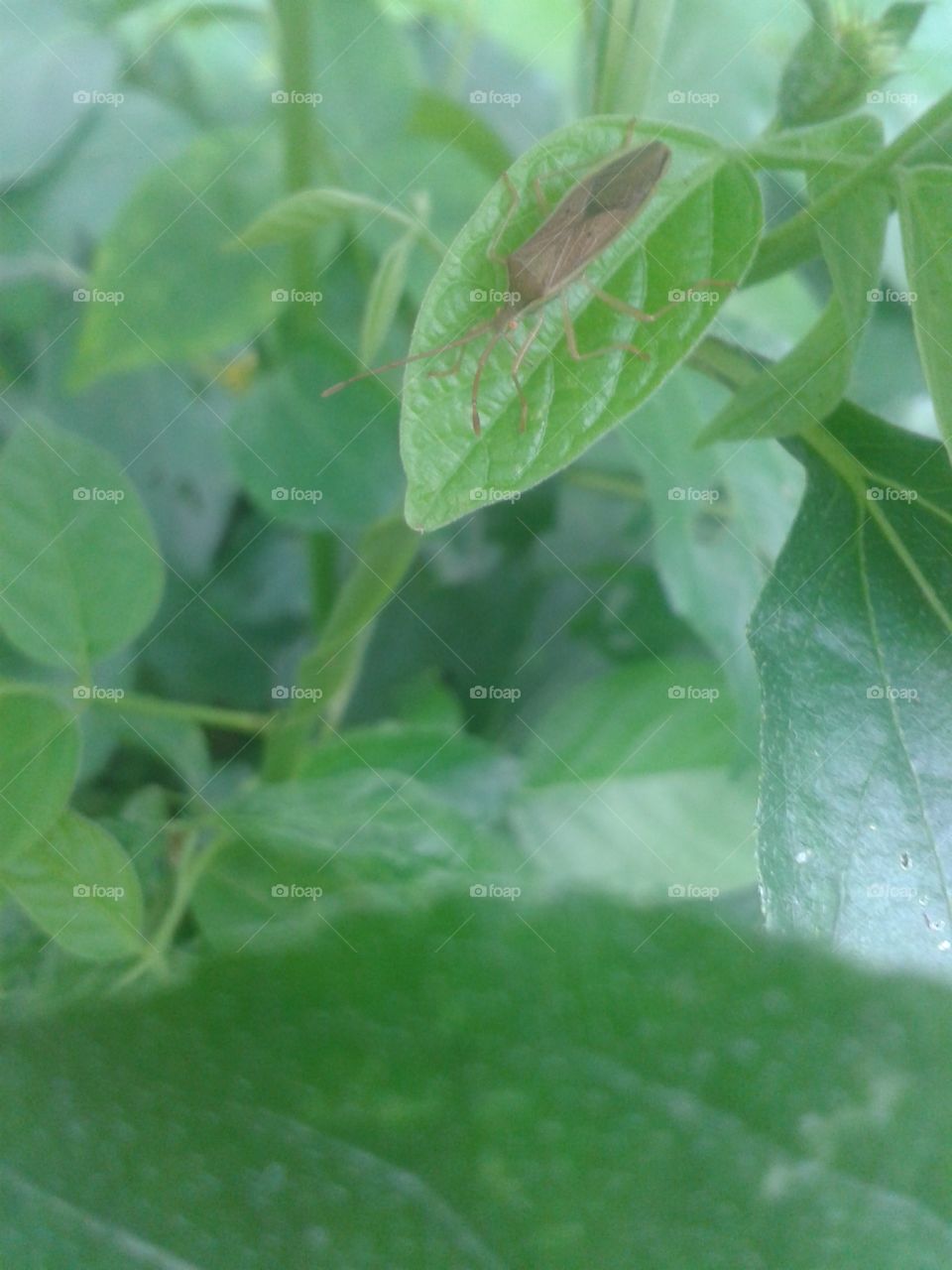 insect on the leaf