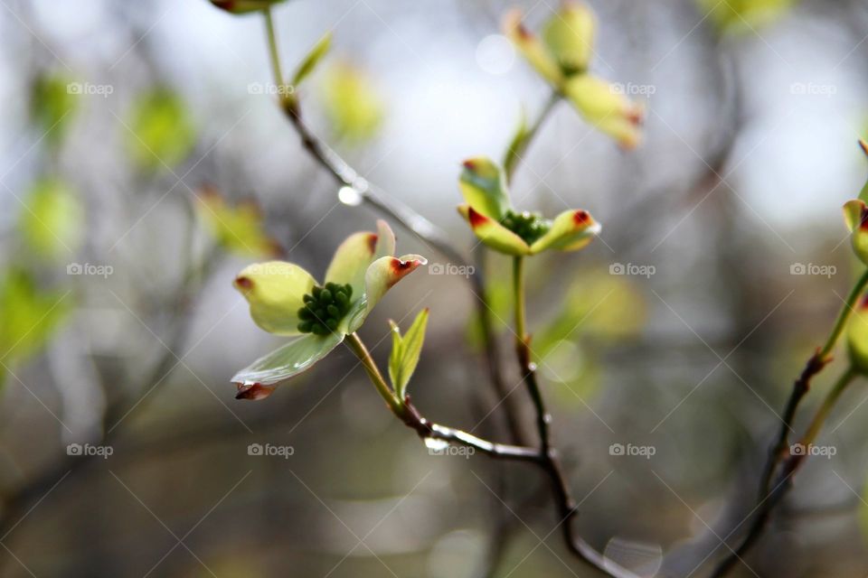 dogwood blossoms in the morning sun.