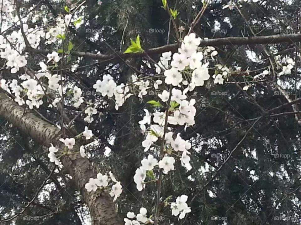 绽放纯洁自由ازهر حرية نقيةMekar kebebasan murni/Kebebasan murni mekar