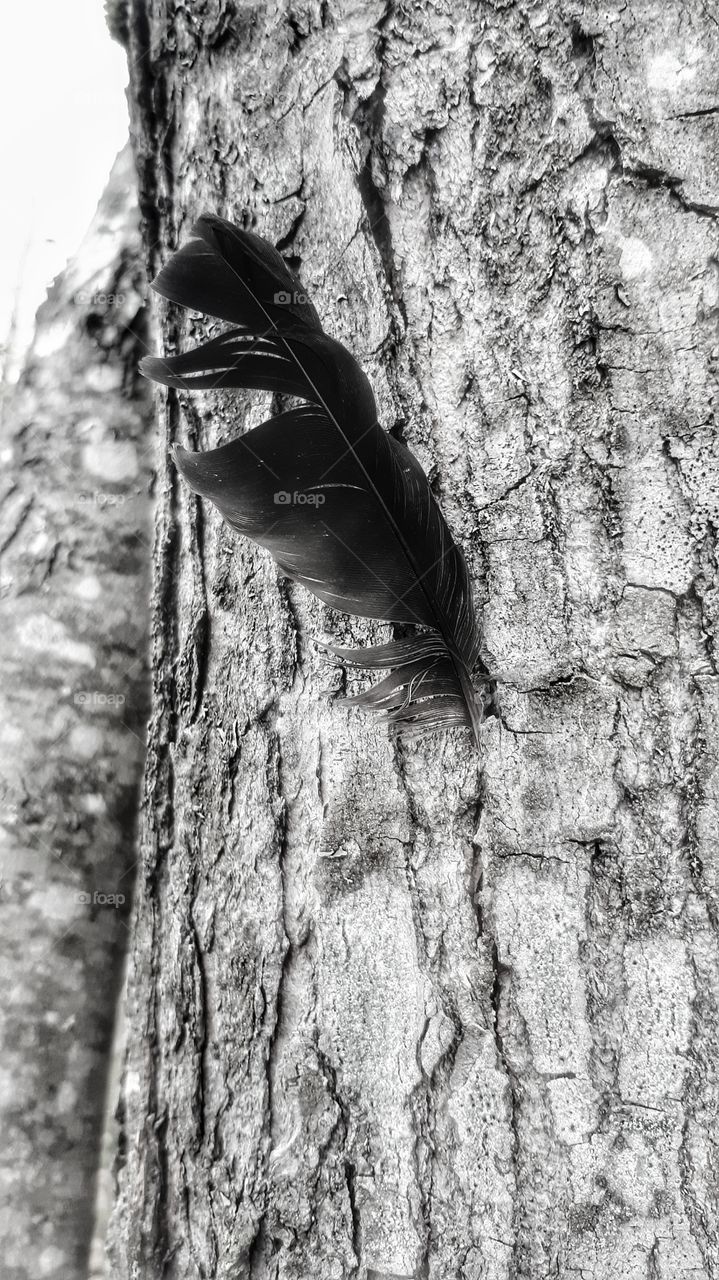 picture I took on a nature walk. Black feather stuck in the tree bark.