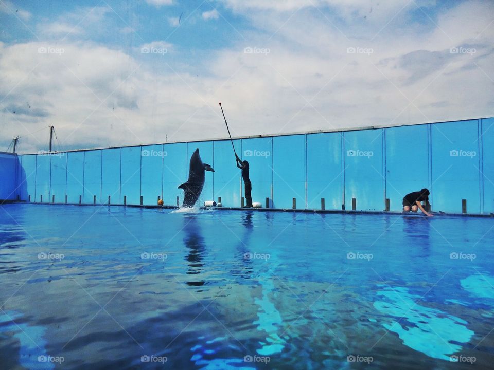 Dolphin show. Show Dolphin aquarium 