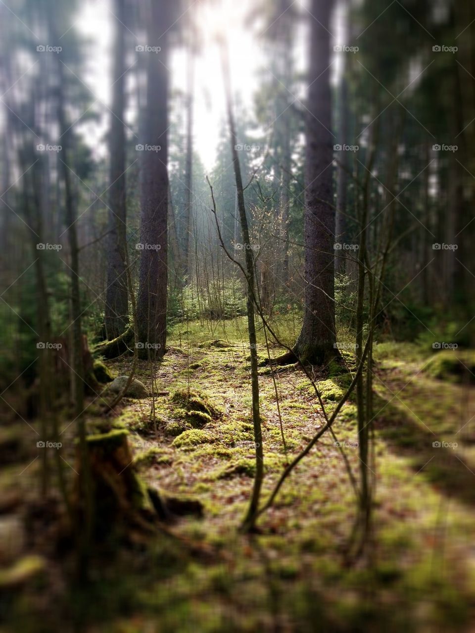 Trollforest
