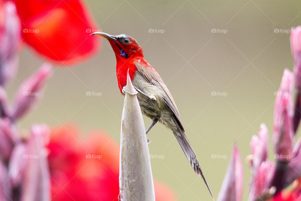 Crimson Sunbird (Male)