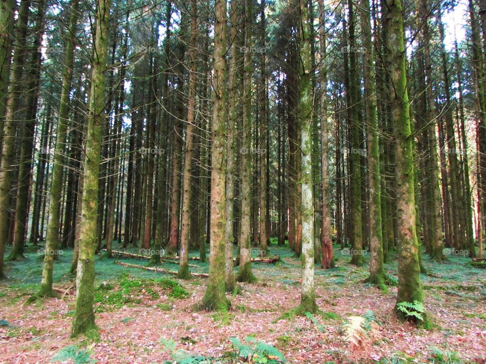 Pine trees in forest