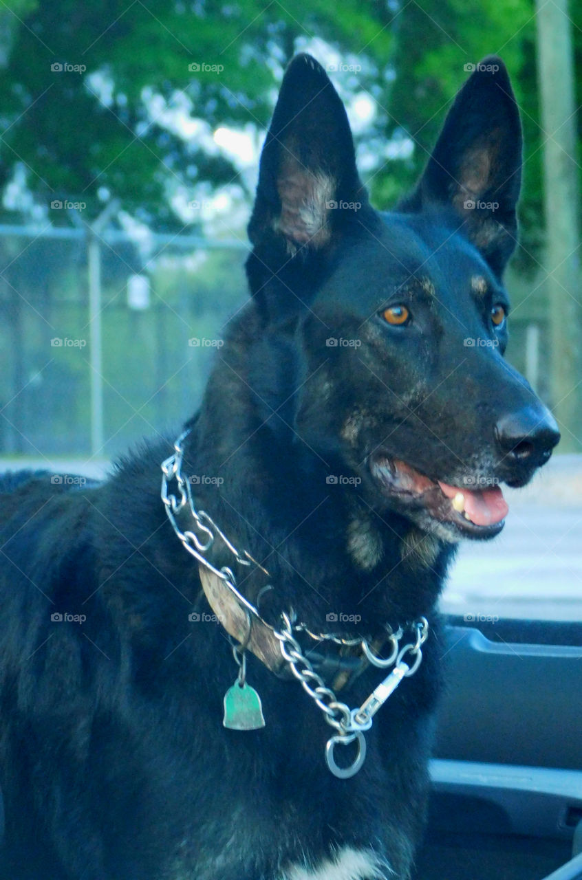 The German Shepherd  dog has made a name for himself as a police and military dog, guide and assistance dog, search dog and detector dog!