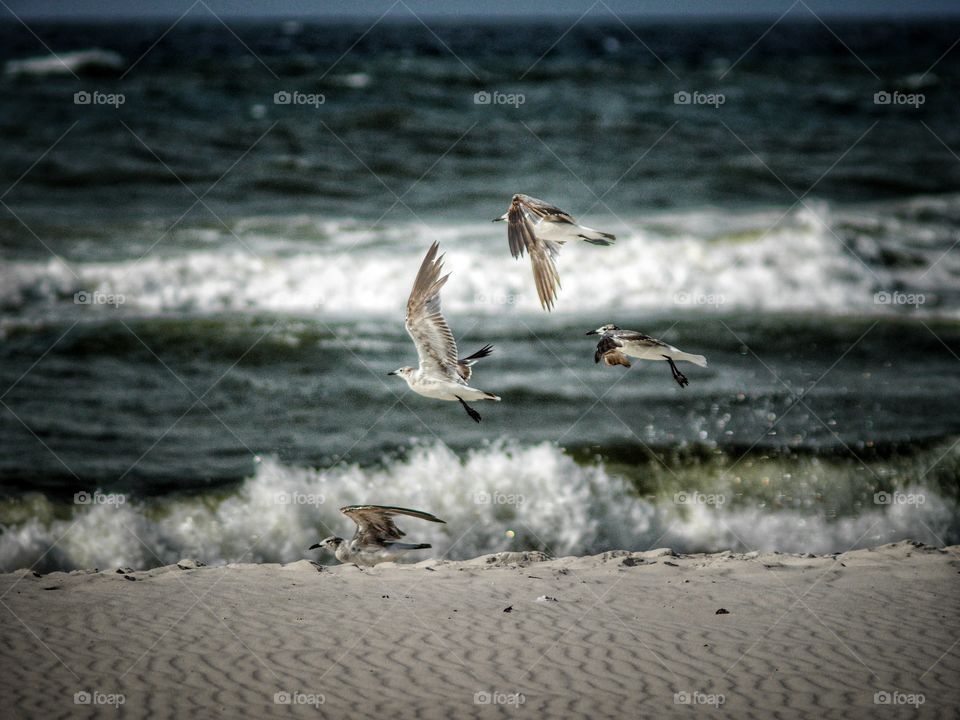 Birds at the beach