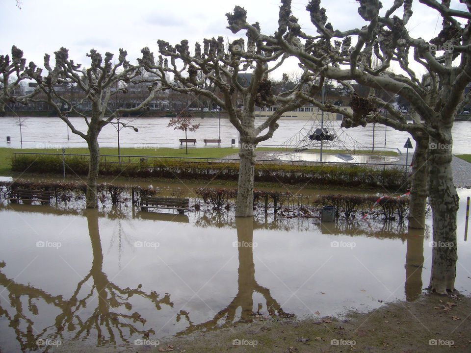 tree reflection flood frankfurt by mos2566