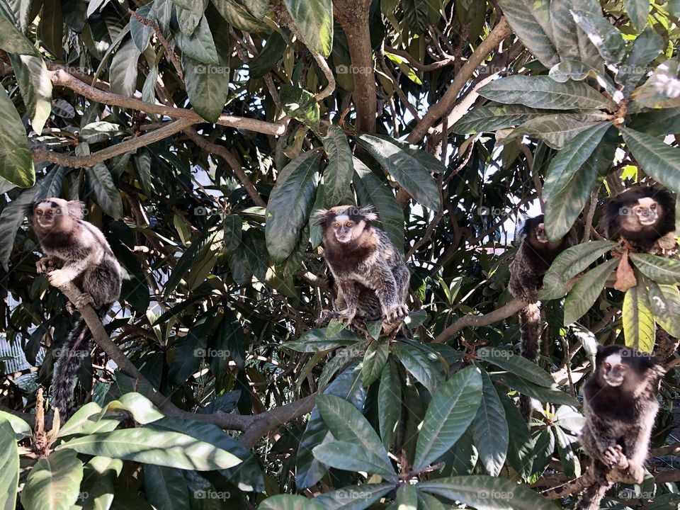 Sagui de tufo branco reunidos. 🐒