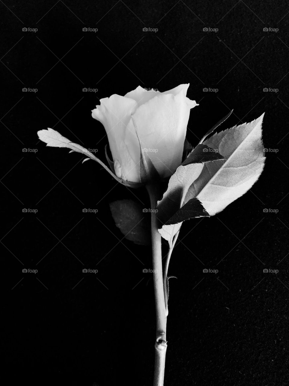 Black and white rose