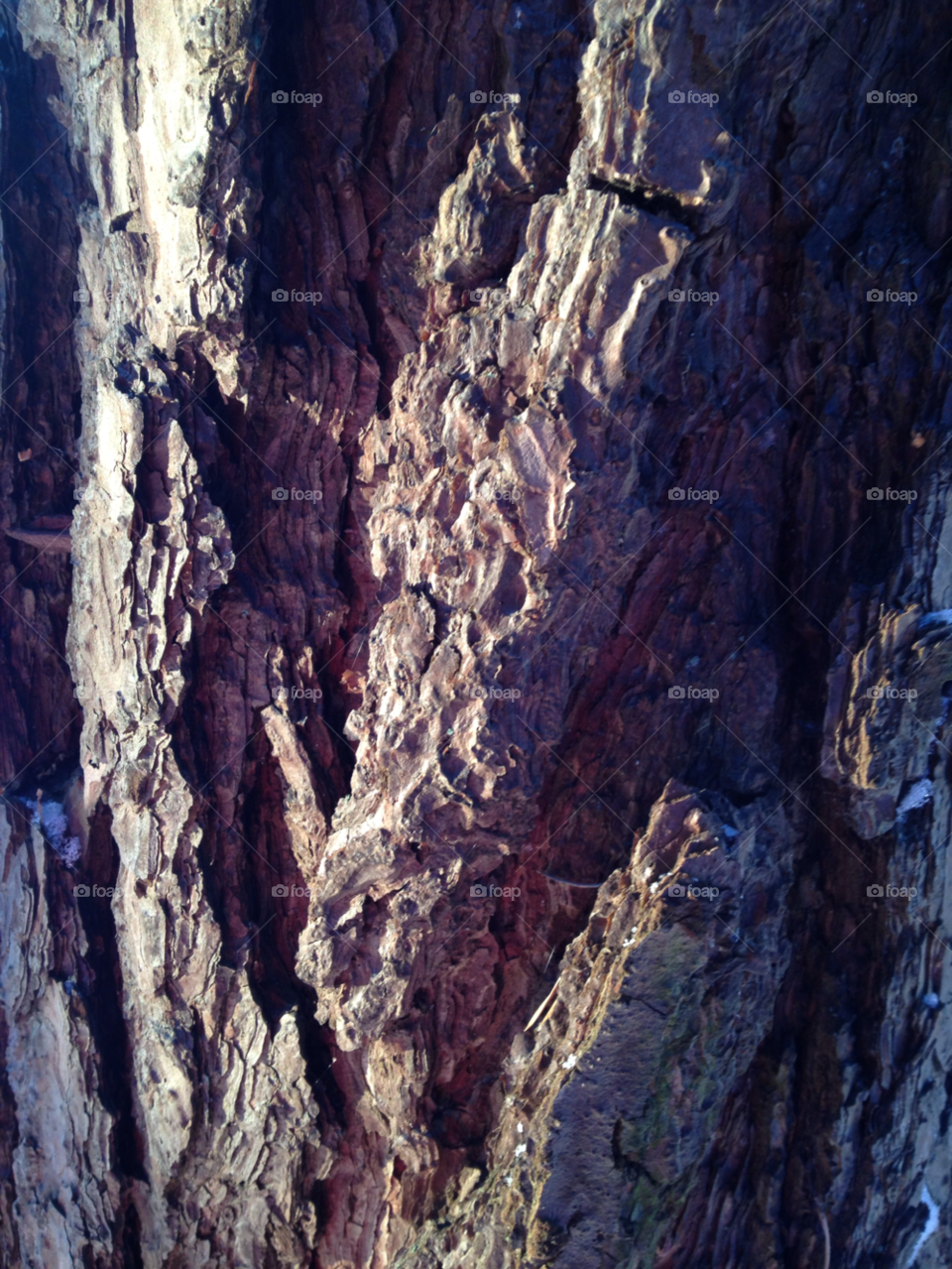 stockholm bark pine by kalpex