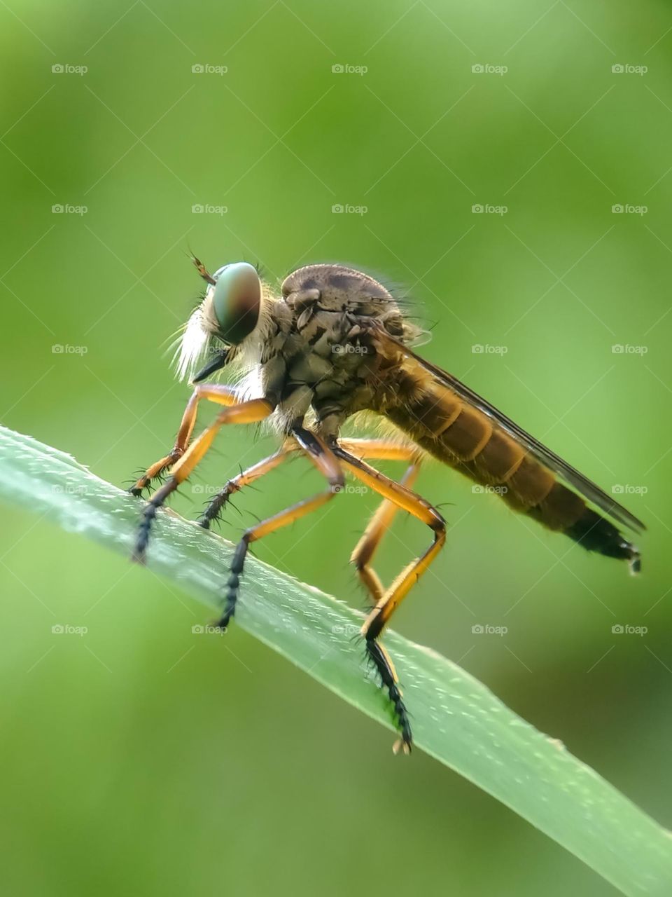 Hunting fly on green leaf.