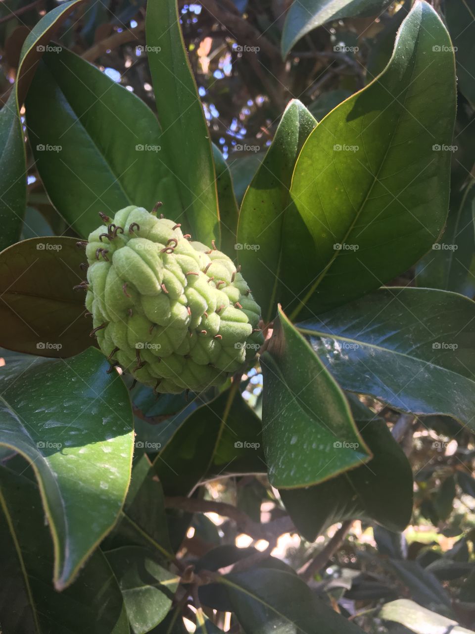 The fig trees in the garden are starting to bloom. Soon we will have delicious figs to eat once they are ready. 