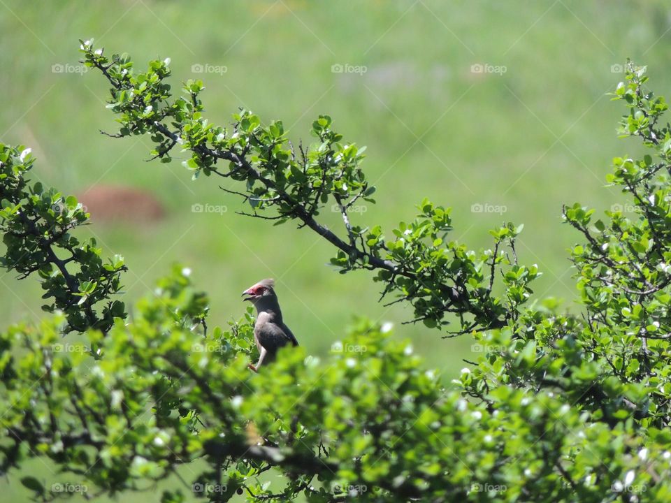 beautiful and rare bird portraiture, delightful moments.