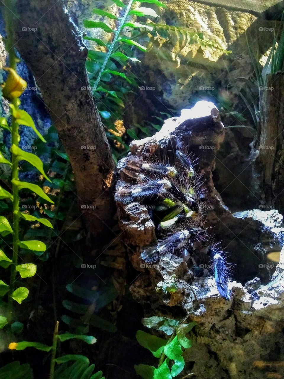 Tarantula watching from her hide