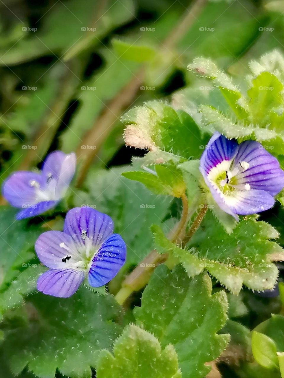 Little flowers