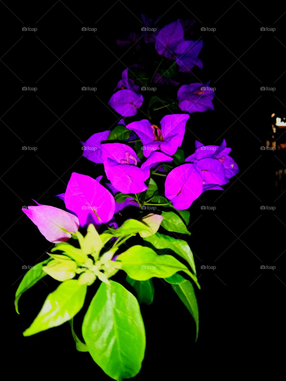 flowers desktop