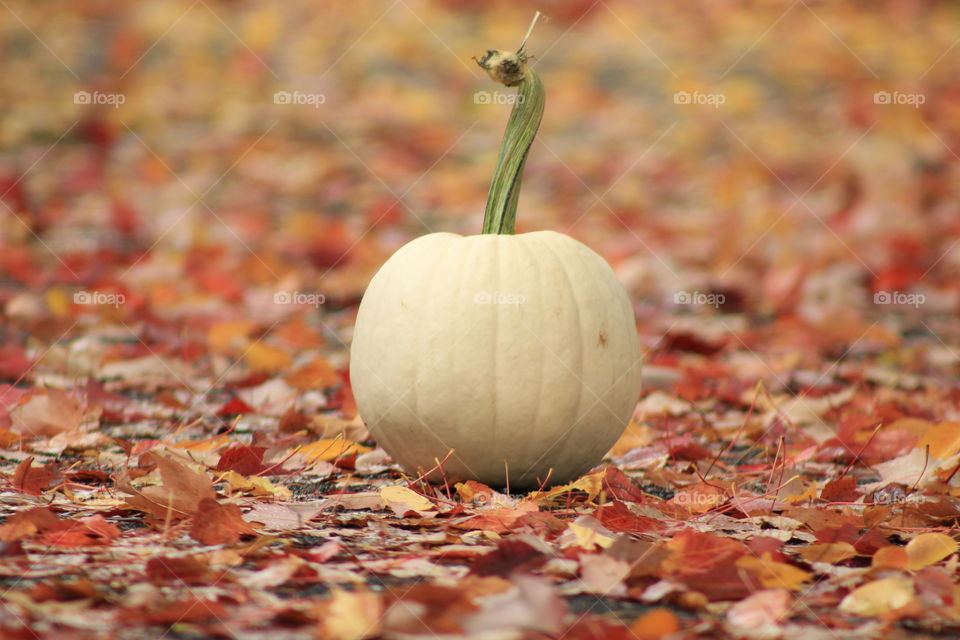White pumpkin with fall colors