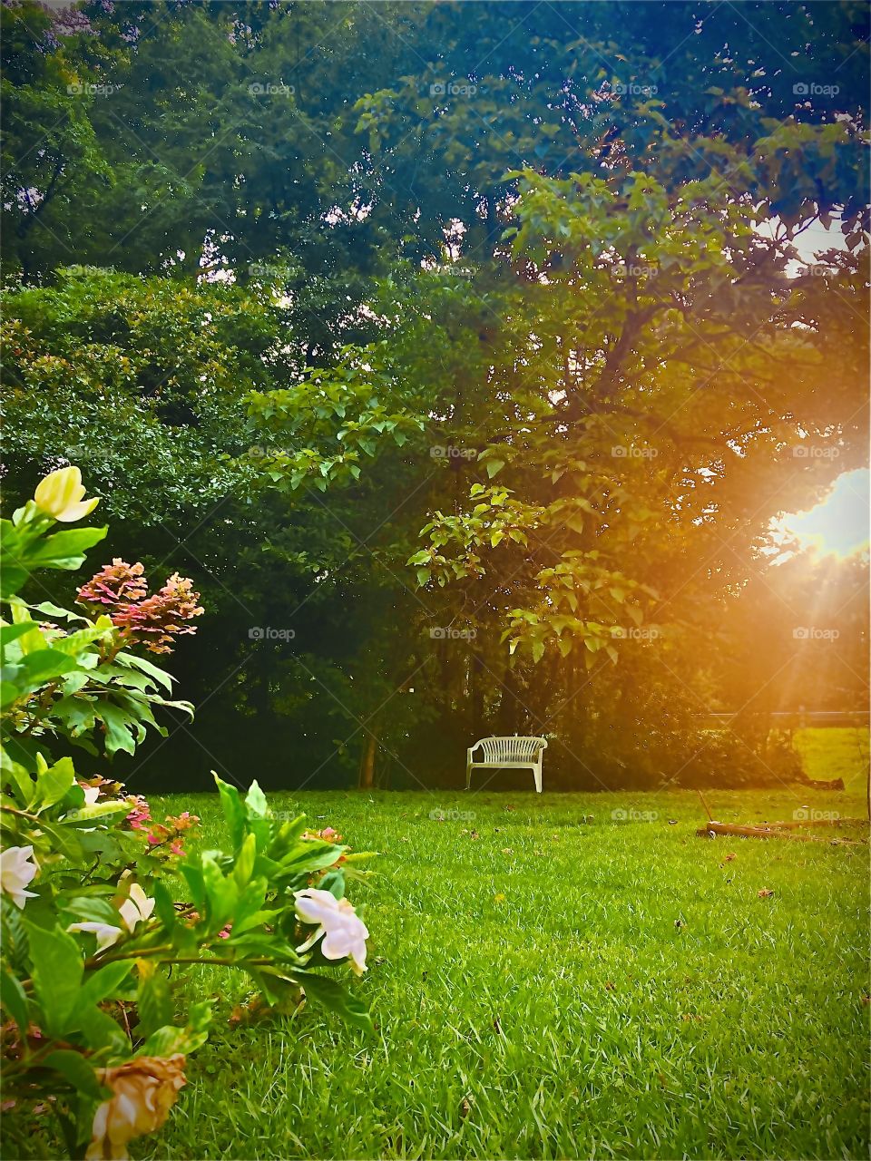 #summer #shade #summershade #sunnyspot #sunny #sun #flowers #bench