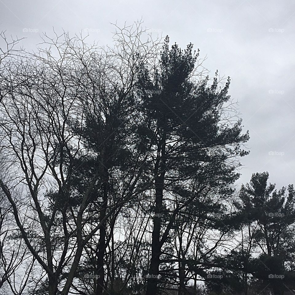 First run of the year this morning among my tall friends in the forest. 