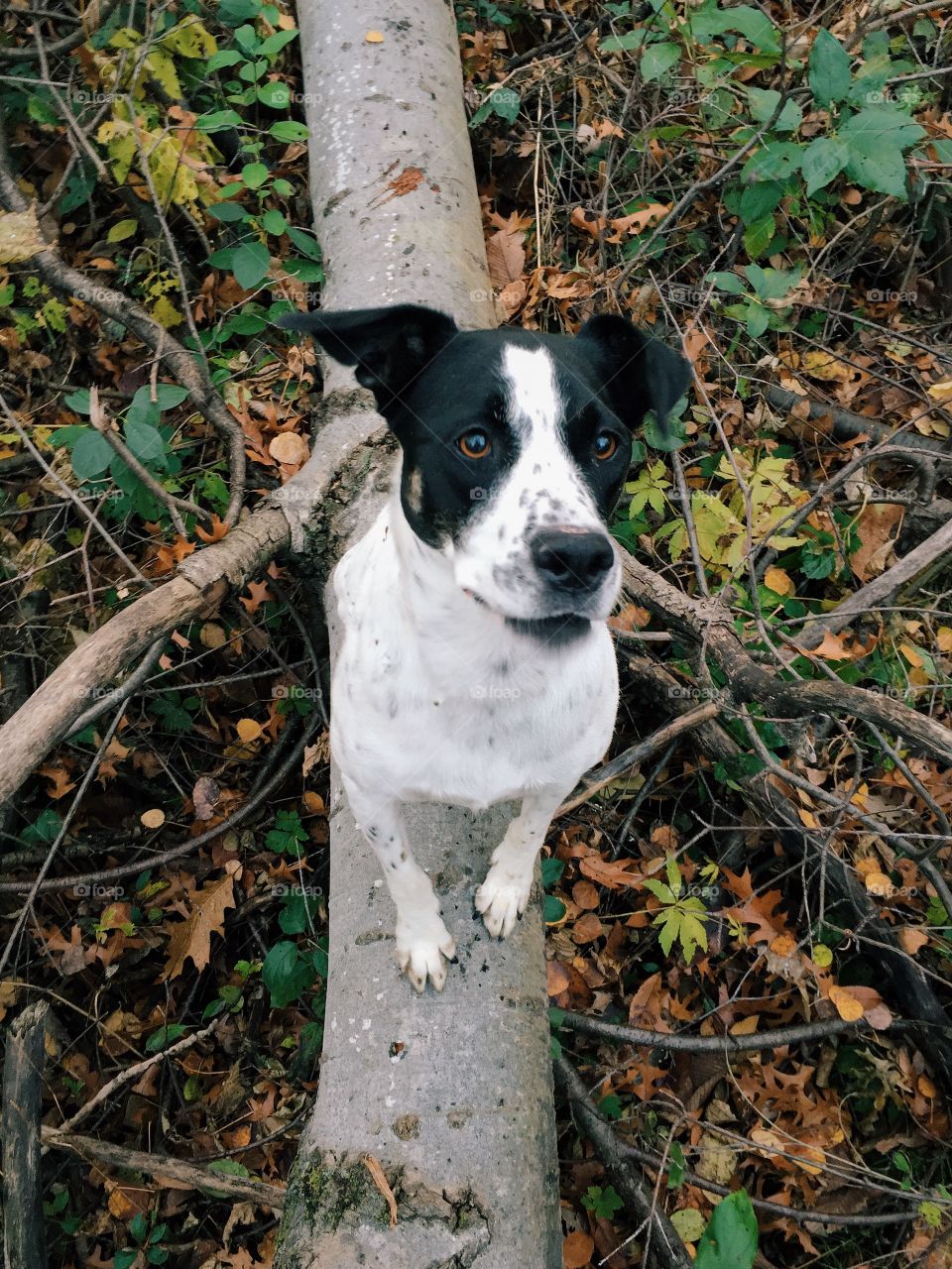 Dog sitting on tree