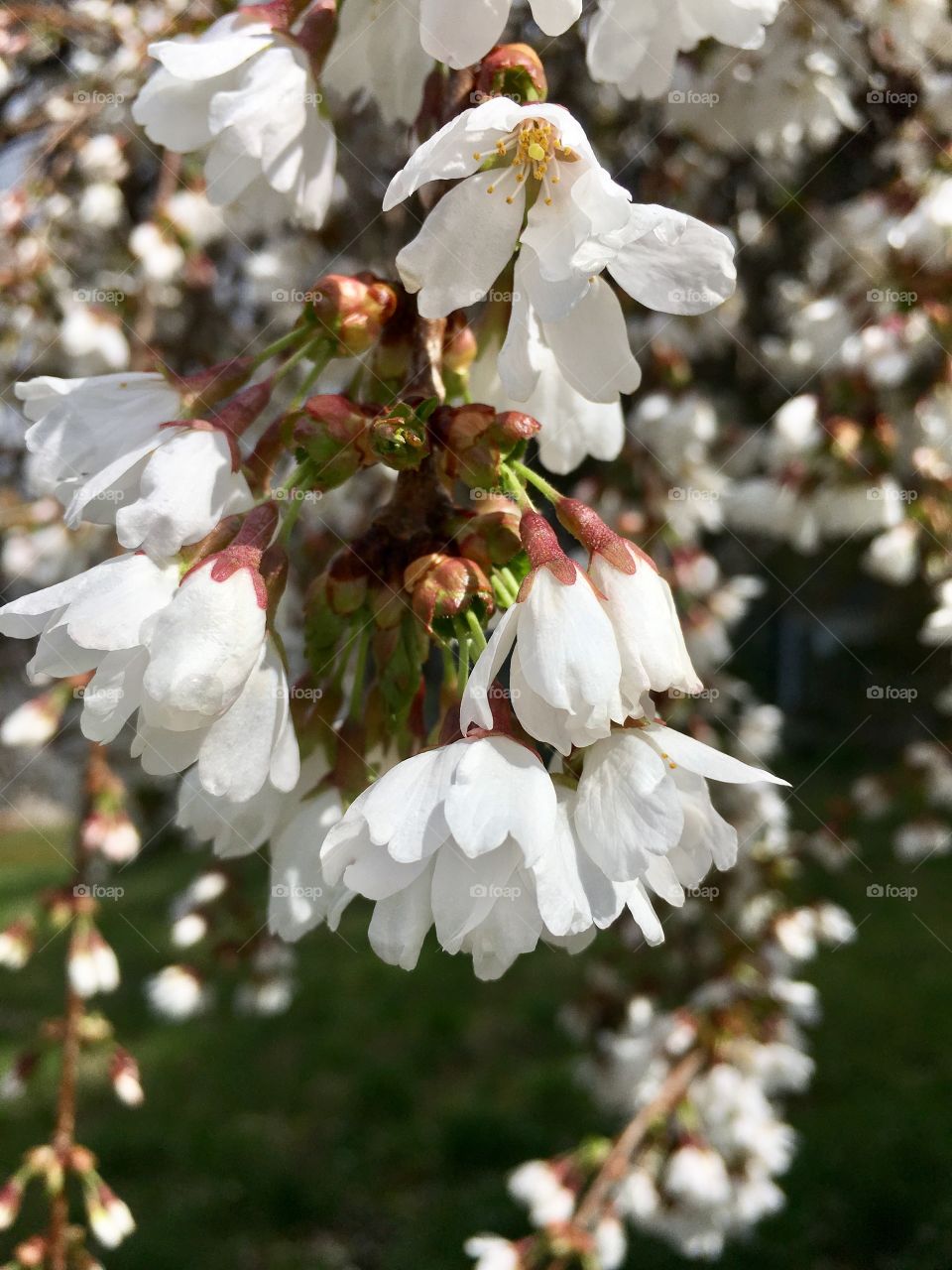  Spring tree blossom 