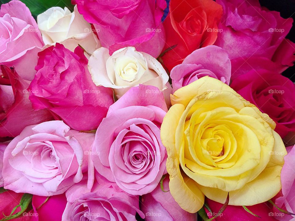 Multicolored roses 