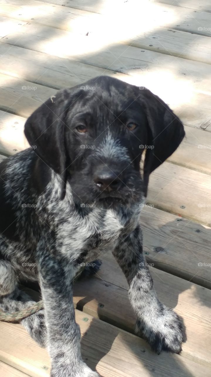 German wirehair pointer pup