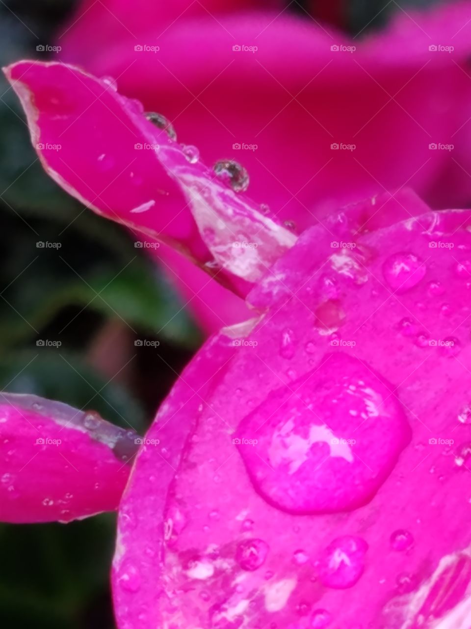 raindrops on flowers